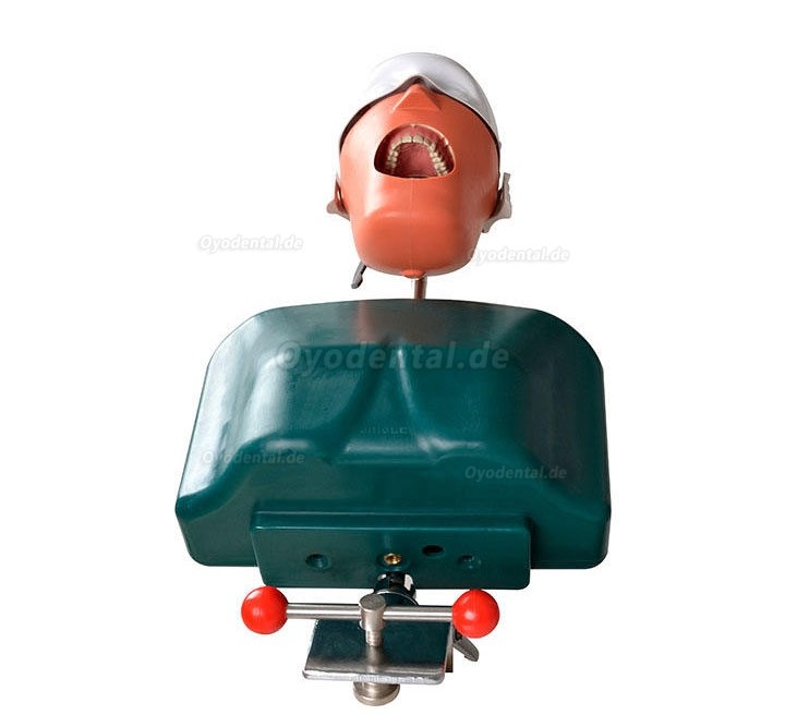 Jingle JG-C1 Dental Surgery Practice Model Head Clamp Type Simulation Phantom Head